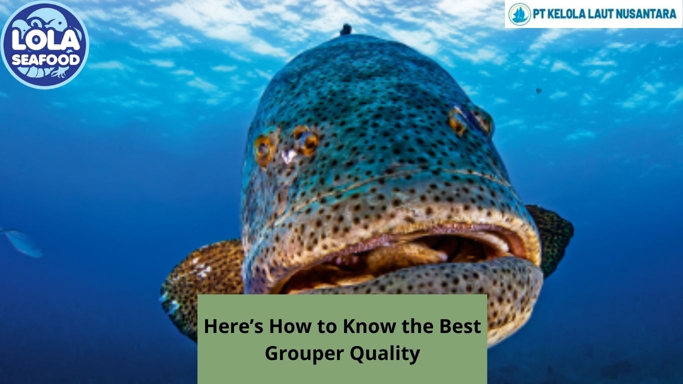 Here’s How to Know the Best Grouper Quality